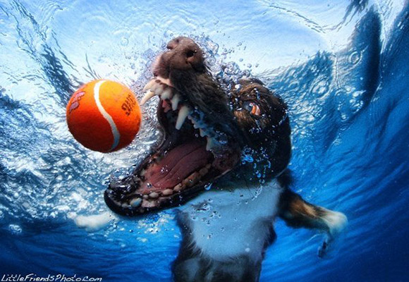 Cachorros debaixo d'água