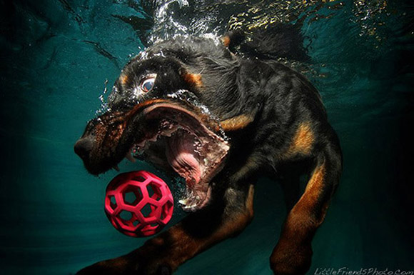 Cachorros debaixo d'água