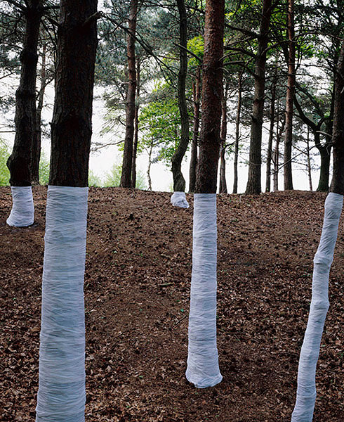 Ilusões de ótica com árvores (fotografia) - Zander Olsen (6)