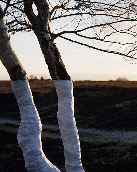 Ilusões de ótica com árvores (fotografia) - Zander Olsen (7)